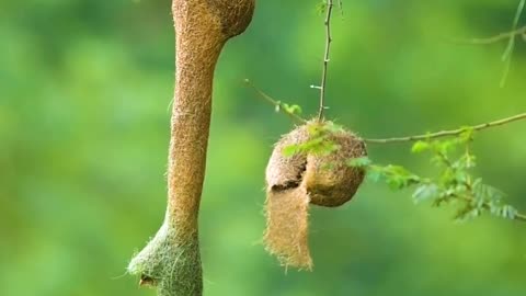 Hummingbird nest scene