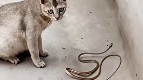 CAT VS SNAK FIGHT