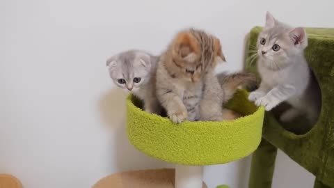 The kitten imitates its mother while grooming, but ends up fighting. The kitten is so cute