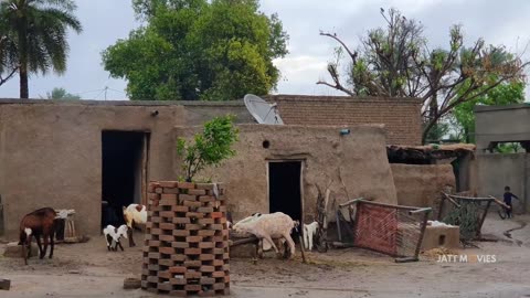 Daily Life After Rain • The Most Beautiful Village Of Pakistan