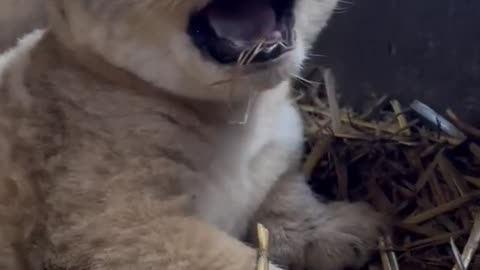 Lion cub mimics mum's growl at Mogo Wildlife Park