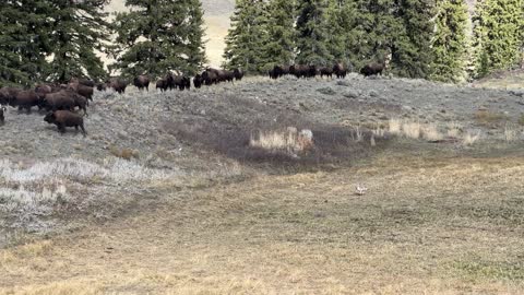 Deer Runs into Bison Herd to Evade Coyote