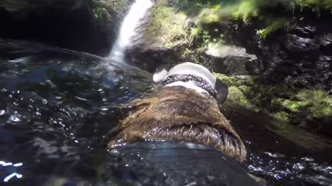 Dog swimming towards waterfall