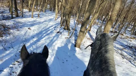 View from the back of a horse on the trail