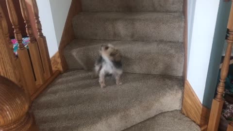 Tiny dog throws tantrum because his breakfast isn’t ready