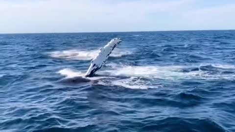 Whales welcome visitors by flapping the water