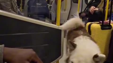 Would it make you happy, if you met this dog on the train?