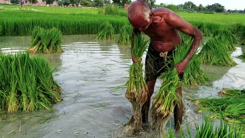 How Rice is Made : Step by Growing Rice Paddy Farming, My Village - Agriculture