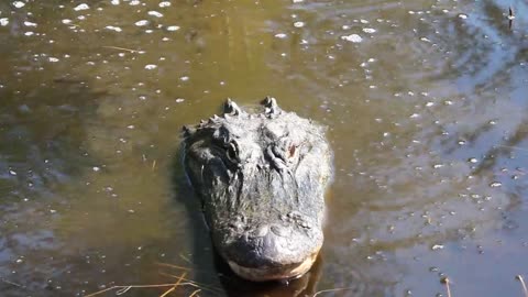 Gator Growl.