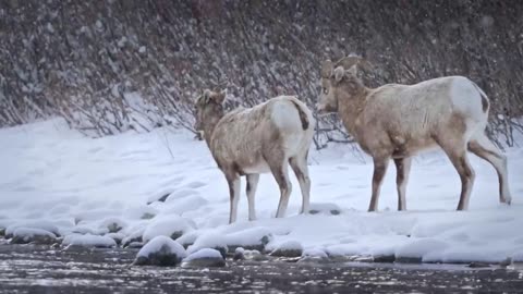 37F Winter in Yellowstone National Park - Frozen Bison and Geysers