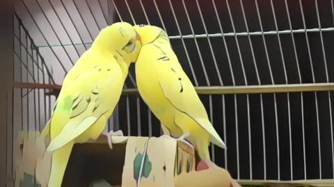 2 HOURS of Cute Parrots