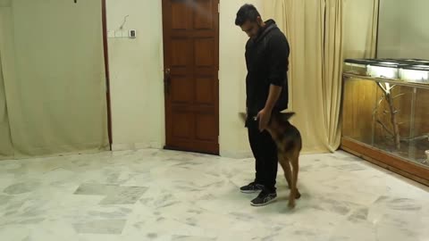 Dog training, black dog, puppy training