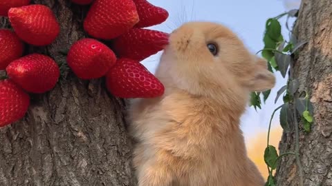 rabbit eat strawberry