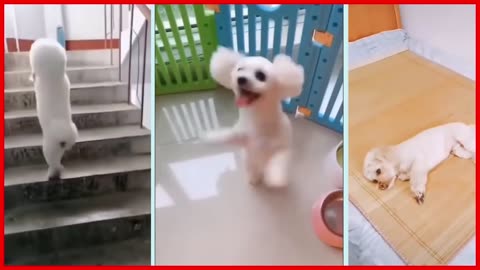 Funny cute dog video 2024 #cute dog #cute pappy #traningdog