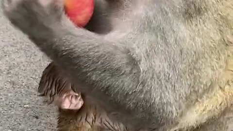 Cute Monkey China & Funny Love monkey| Animals Love