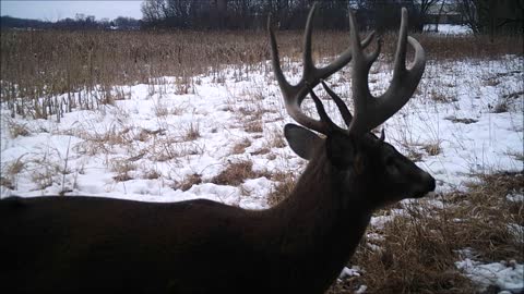 Fred Zeppelin 2022, Best Buck Video I Ever Made! Part 1 Of 3!