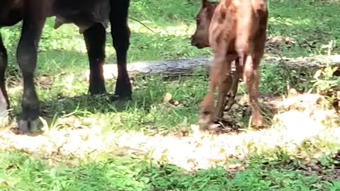 Calf 3 hours old learns how to keep his feet under him.