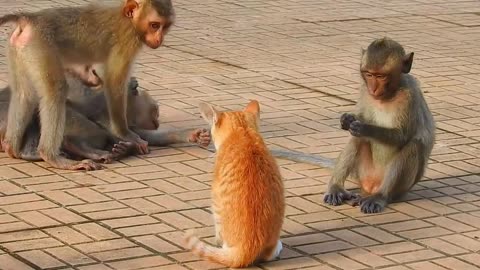 Monkey vs dog real fight