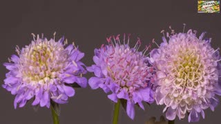 pincushion flower