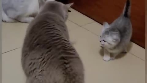 Funny Cats Video, try not to laugh out loud!