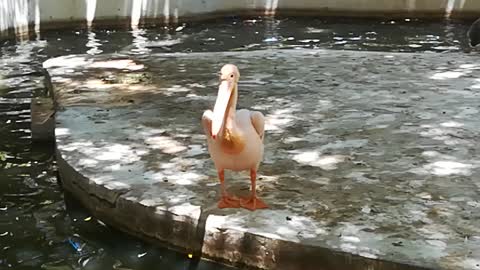Male Pink Pelican Looking For His Wife