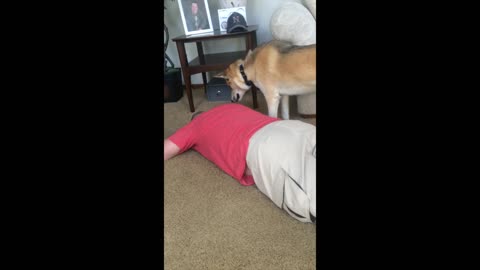 This Dog Was Concerned About Owner Sleeping On The Floor