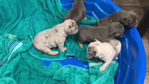 Three week old frenchie pups