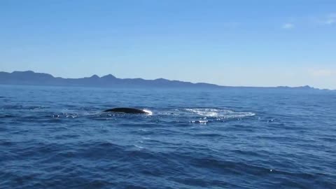 Blue Whale blowing 100 meter from the boat - Baja California