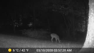 Deer Night shot