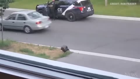 WATCH: Wild turkey faces off against Canadian police officer