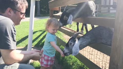 Funniest Baby On A Farm