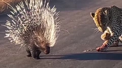 Porcupine Fight with Leopard