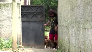 Indonesian volunteers shelter pets of COVID patients