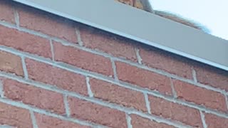 Squirrel Chows Down on Pizza