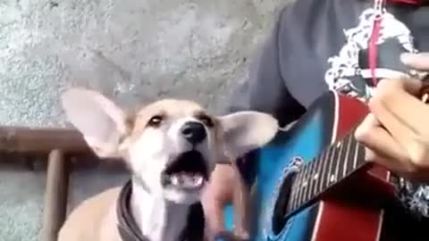 Dog singing with guitar