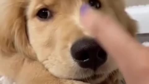 Dog funny video🤣😂😂🤣