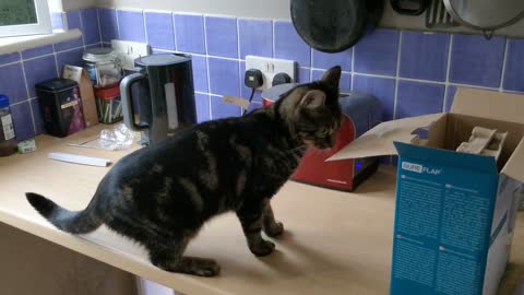 Ready Toast Pops Cat Off Counter