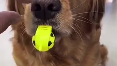 Cute dog learns how to blow whistle😂😂