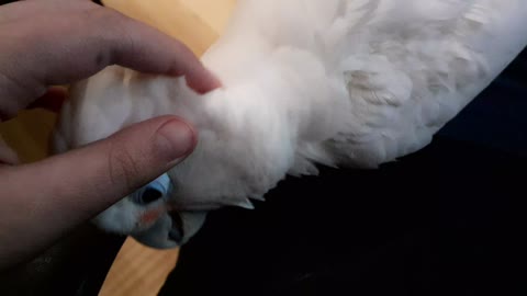 My daughter Emma Watson loving Ladybird, our Goffin's cockatoo.