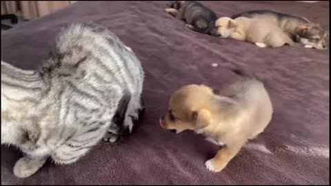 Funny cat Reaction to puppy