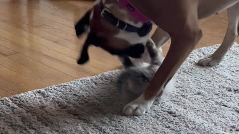 Boxer Plays with Cute Kitten