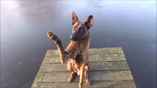 Amazin dog tricks with 2 dogs