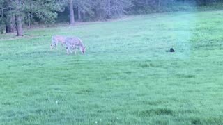 Cat Tries To Befriend Deer