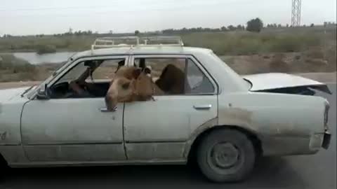 Crazy egypt camel in car