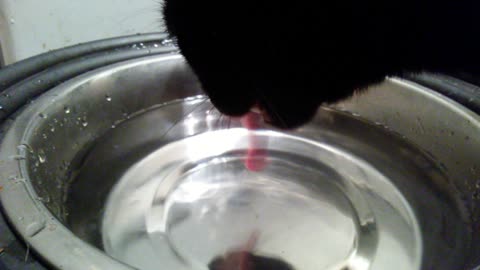 This is how my cat drinks water