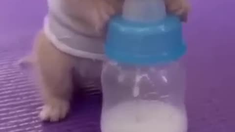 Cute Cat Milk Fiding