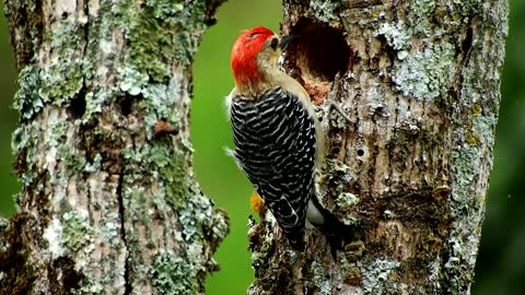 Woodpecker makes a home