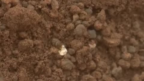 Mars Rover Finds plastic in Mars