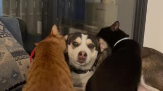 Two Cats Keep Dog Clean