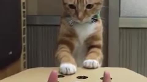Funny Animal Videos| Funny Animal| Cat play whack a mole game